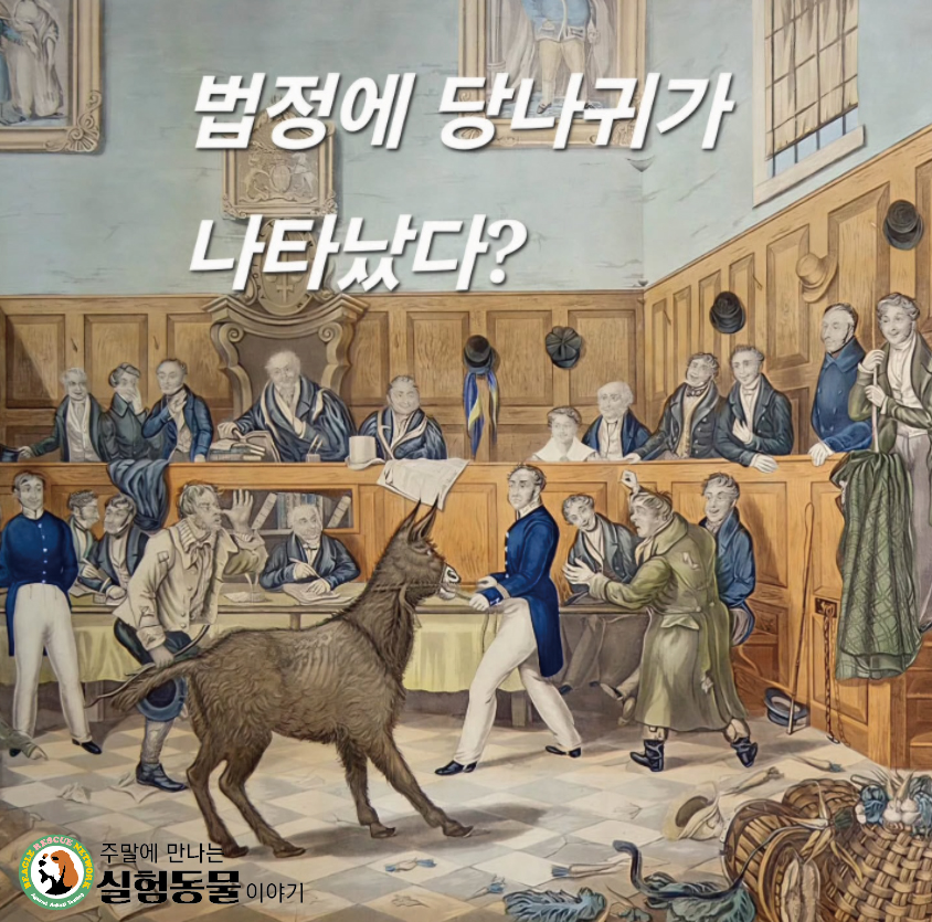 법정에당나귀.jpg