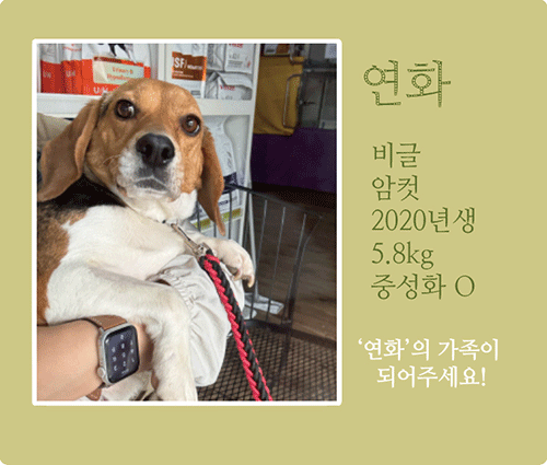 연화.gif