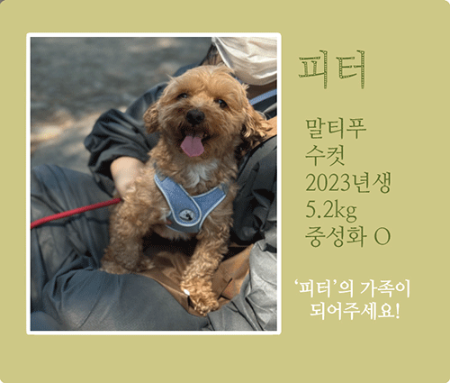 피터.gif