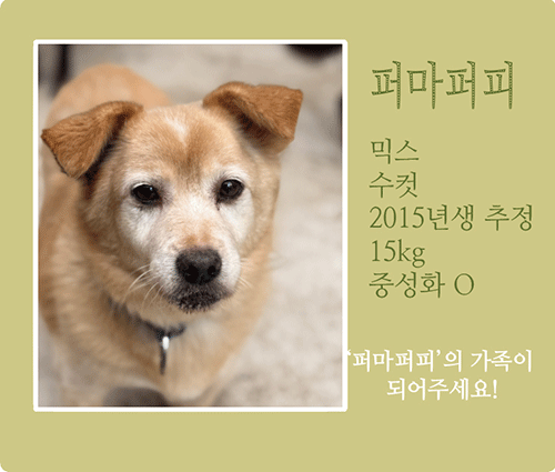 퍼마퍼피.gif