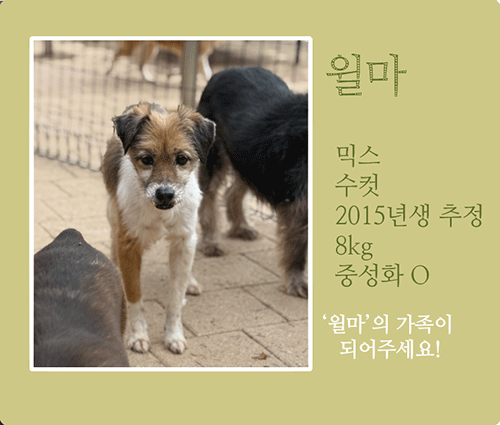 윌마.gif
