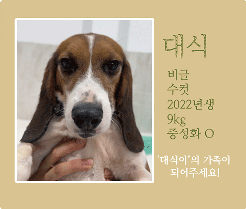대식.gif