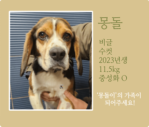 몽돌.gif