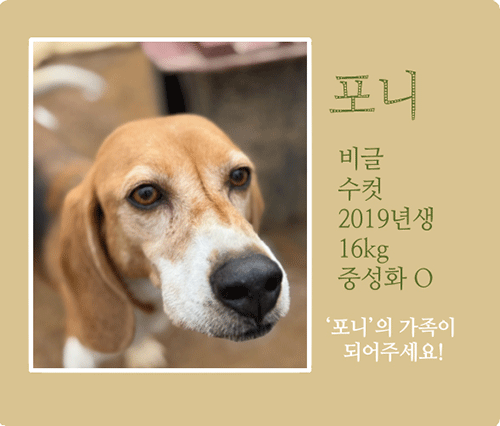 포니.gif