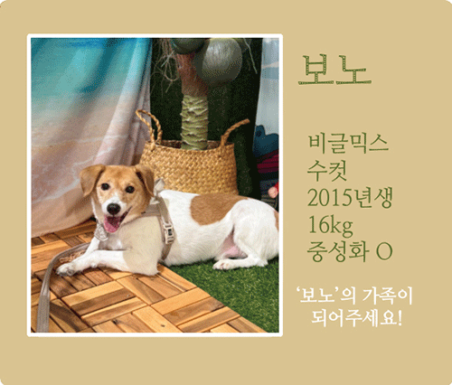 보노.gif