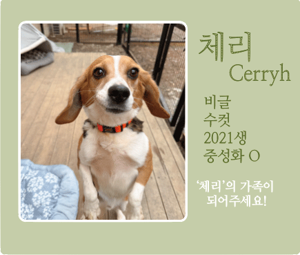 체리.gif
