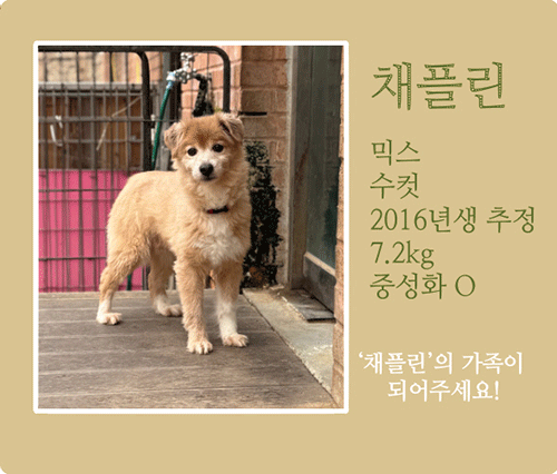 채플린.gif