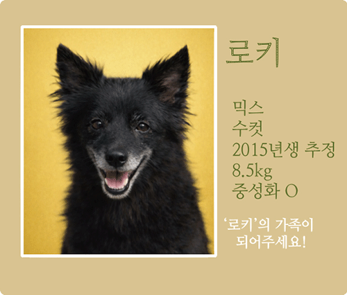 로키.gif