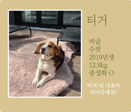 티거.gif