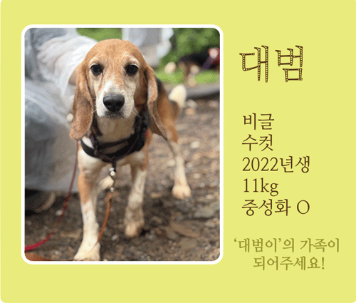 대범.gif