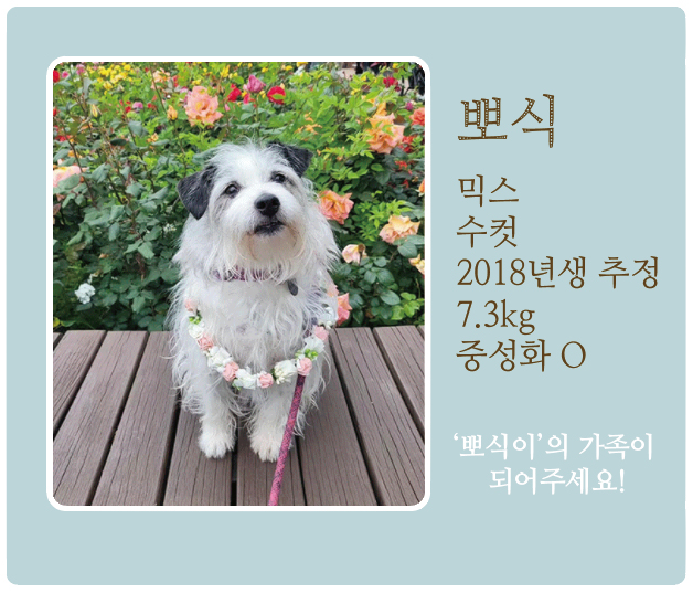 뽀식.jpg