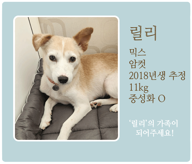 릴리.gif