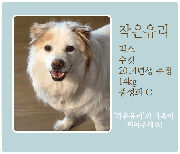 작은유리.gif