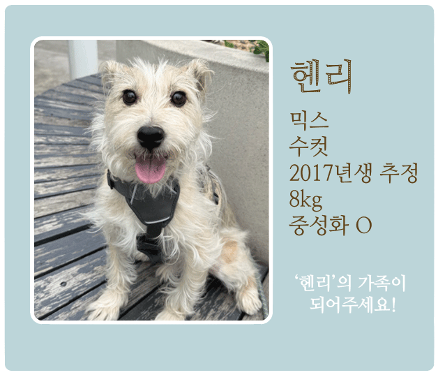 헨리.gif 헨리.gif